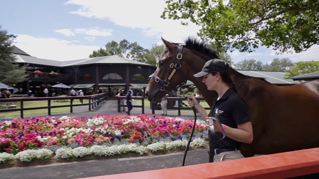 KARAKA 2022 - Bruce Perry Bloodstock