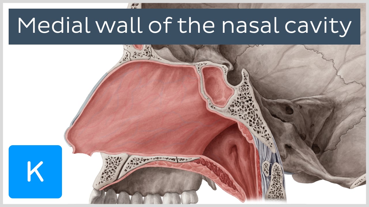 nasal cavity bones