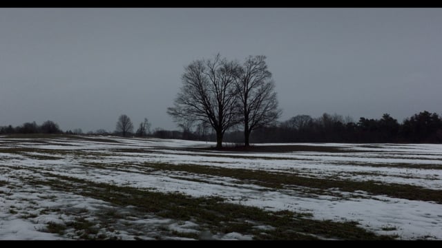 A lonely tree sits in the middle of a muddy, snowy field.