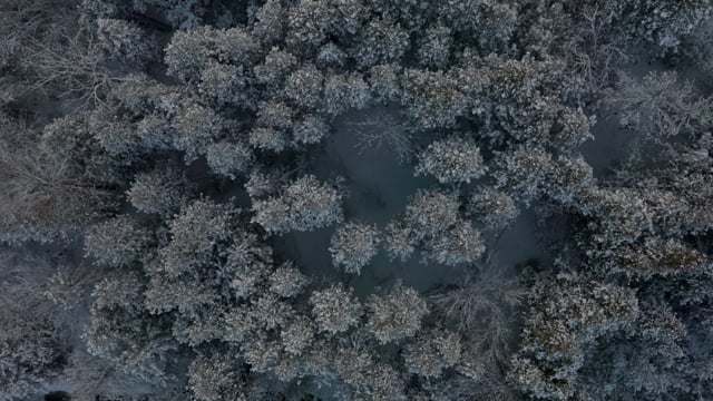 Birds-eye view of a dense forest in the winter. 