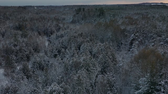 Serene vista of a snow-covered forest at sunset. 