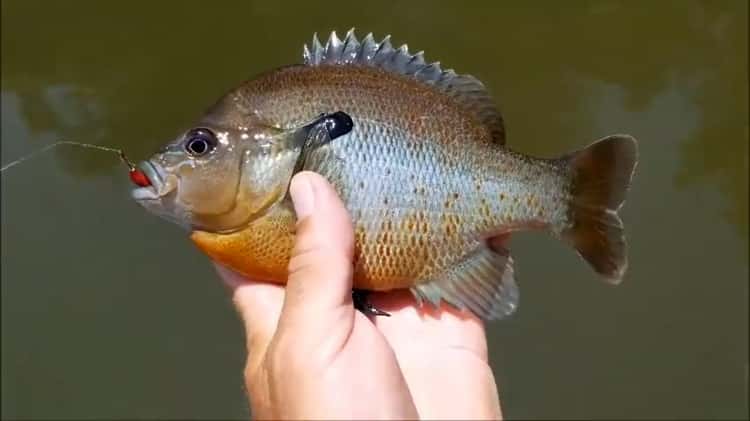 6 Bluegill, Crappie and Trout Circle Hooks on Vimeo