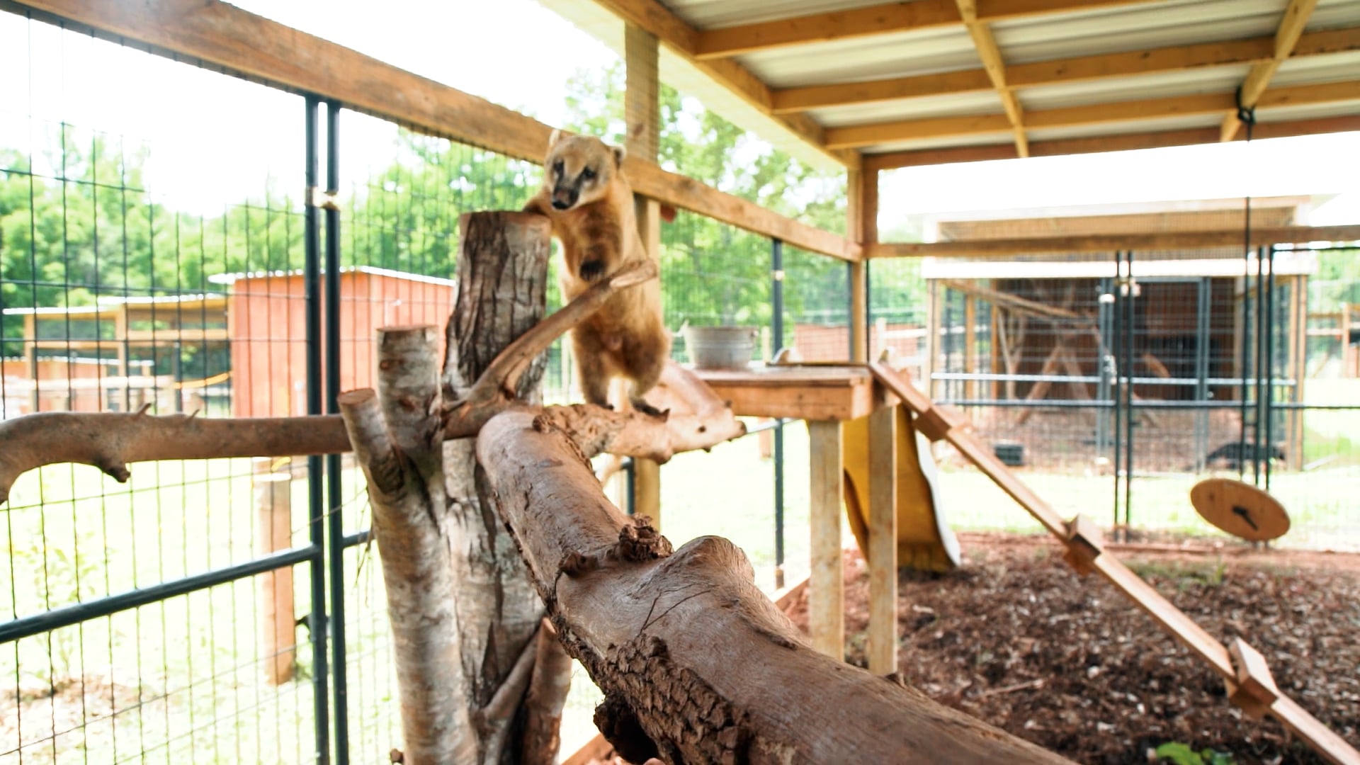 Iron P Homestead Zoo Petting Zoo Hogansville,