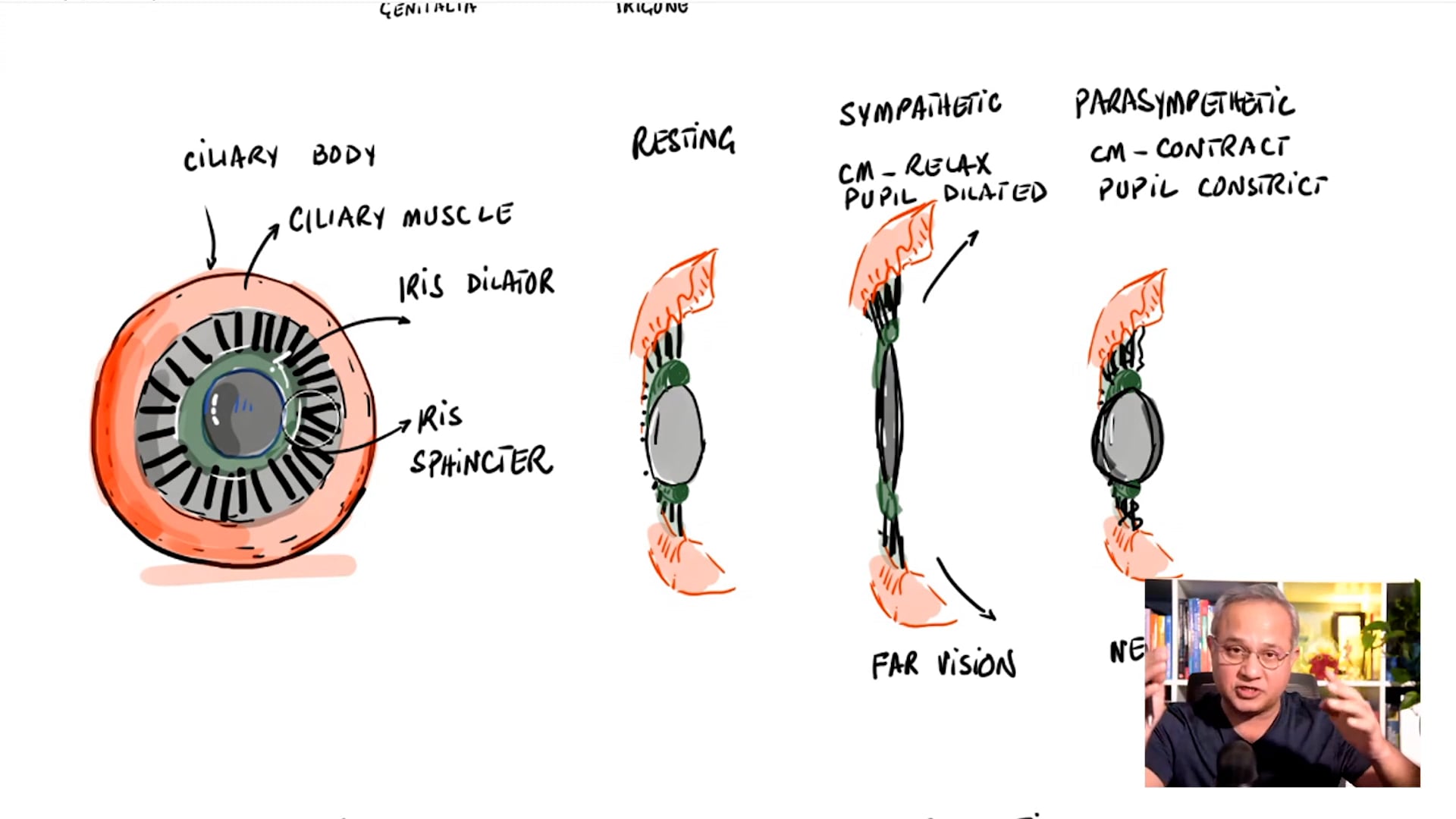  Functions of Autonomic Nervous System (ANS) (Lecture 2)