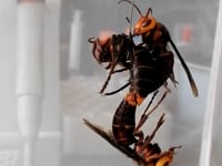 Newswise:Video Embedded researchers-id-sex-pheromone-of-invasive-giant-hornet