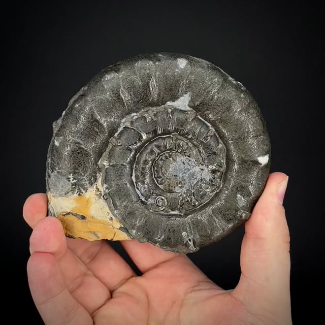 Pyrite replacing Fossil Ammonite (Jurassic) Dr. B. Phillips Coll.