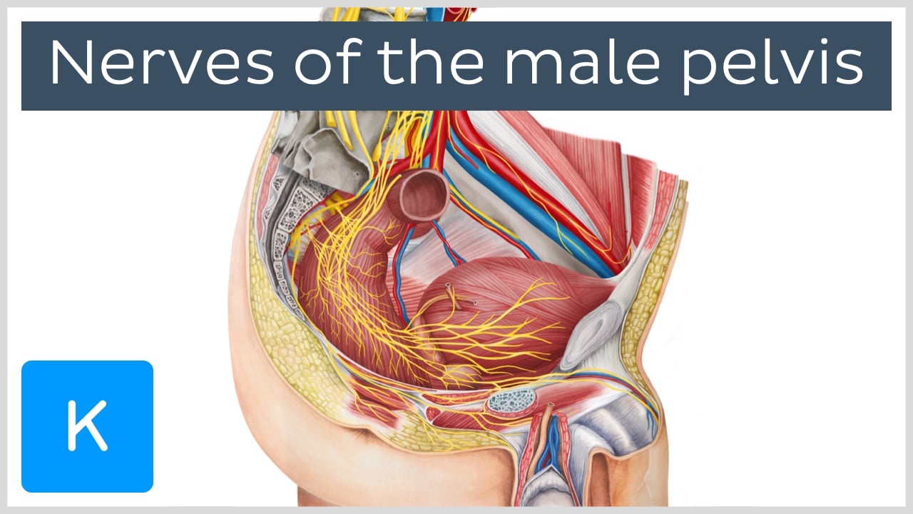 Pelvic splanchnic nerves: origin, course and function | Kenhub