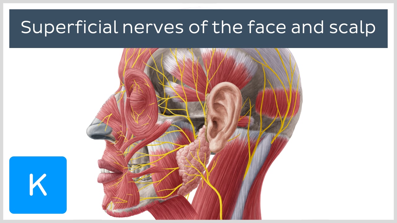 facial nerves number diagram