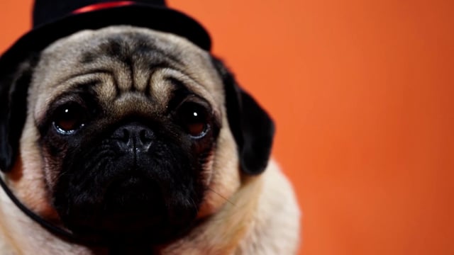 5+ Free Pug & Dog Videos, HD & 4K Clips - Pixabay 5+ Free Pug & Dog Videos, HD & 4K Clips - Pixabay