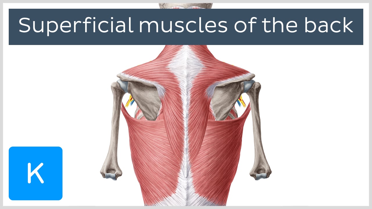 Latissimus Dorsi Cadaver