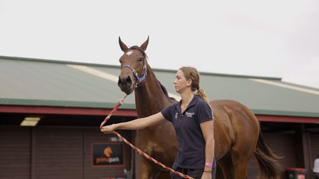 Karaka 2022 - David Ellis