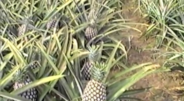 El petit blanc, llibre de Rafel Panadés