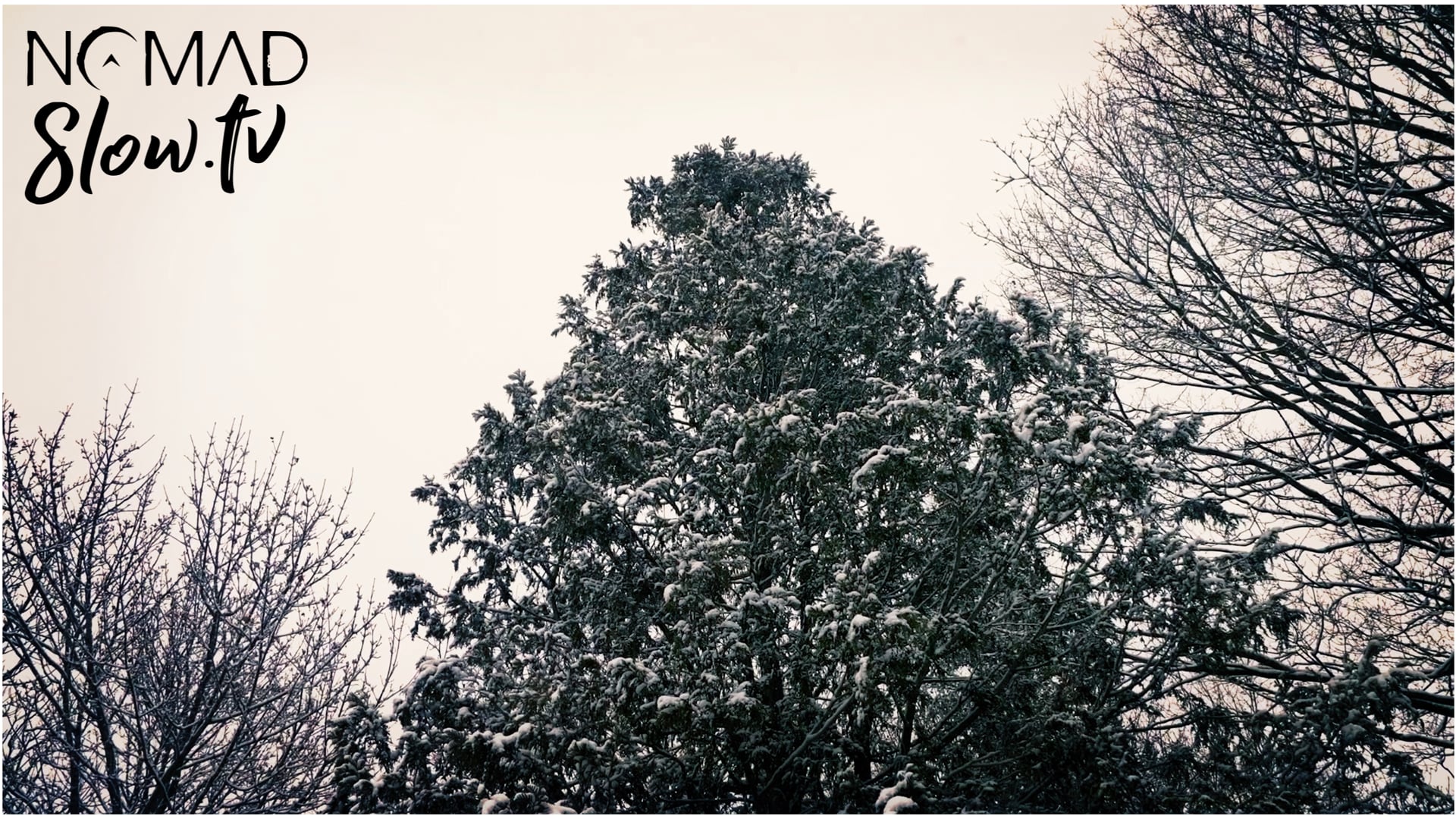 Snowfall on the Pine