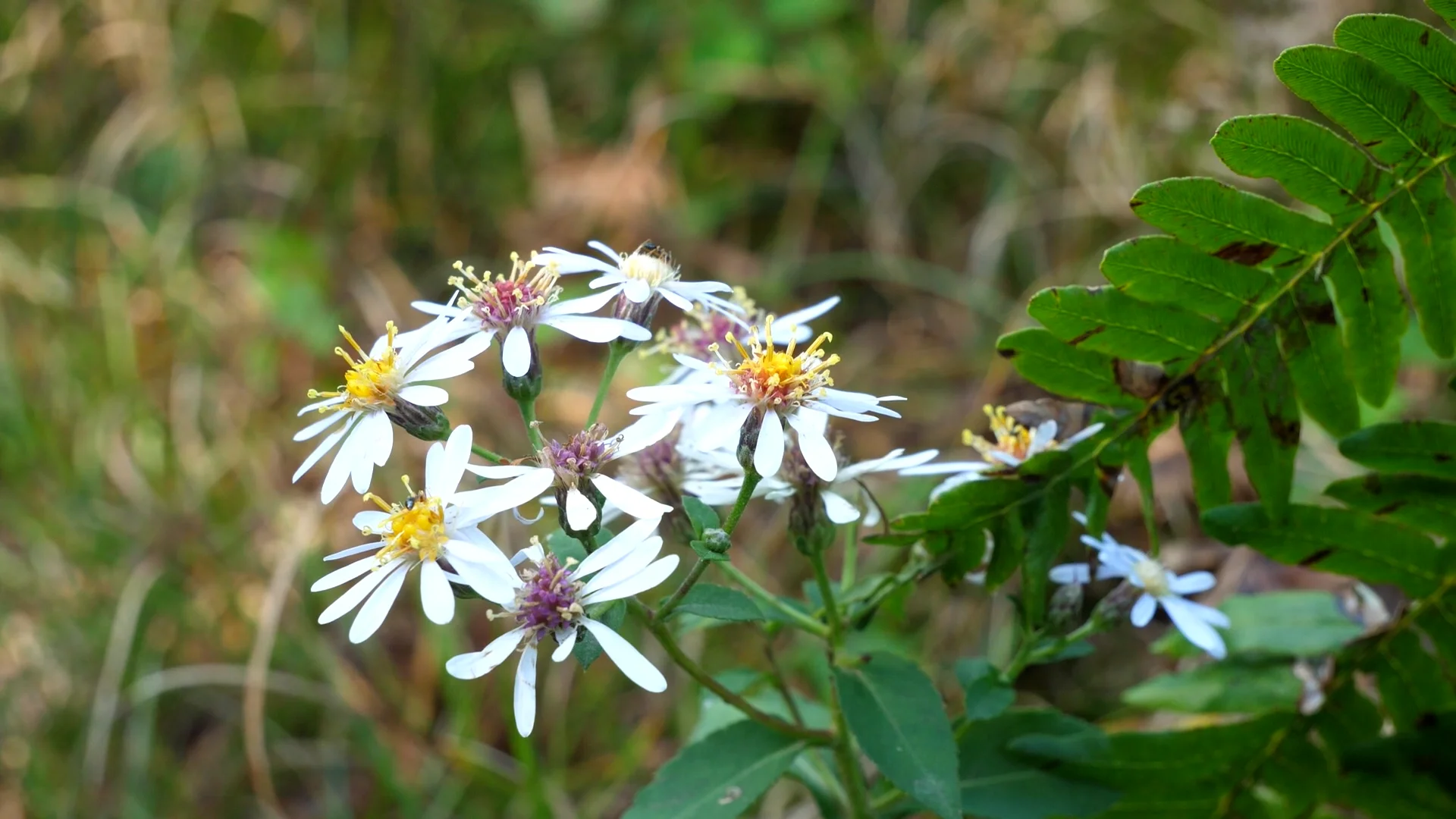 Chippewa Watershed Conservancy See Us Through the Seasons