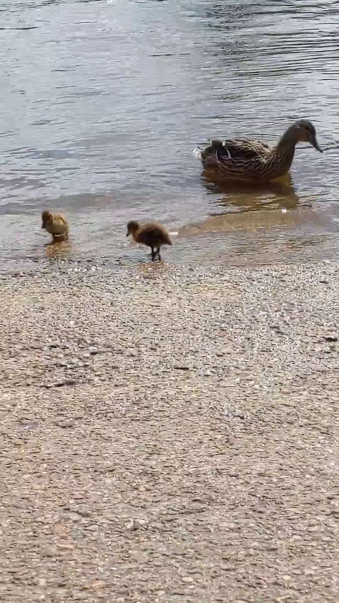ducks_1.mp4 on Vimeo