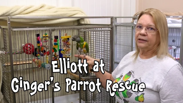 Elliott the Senegal Parrot at Ginger s Parrot Rescue