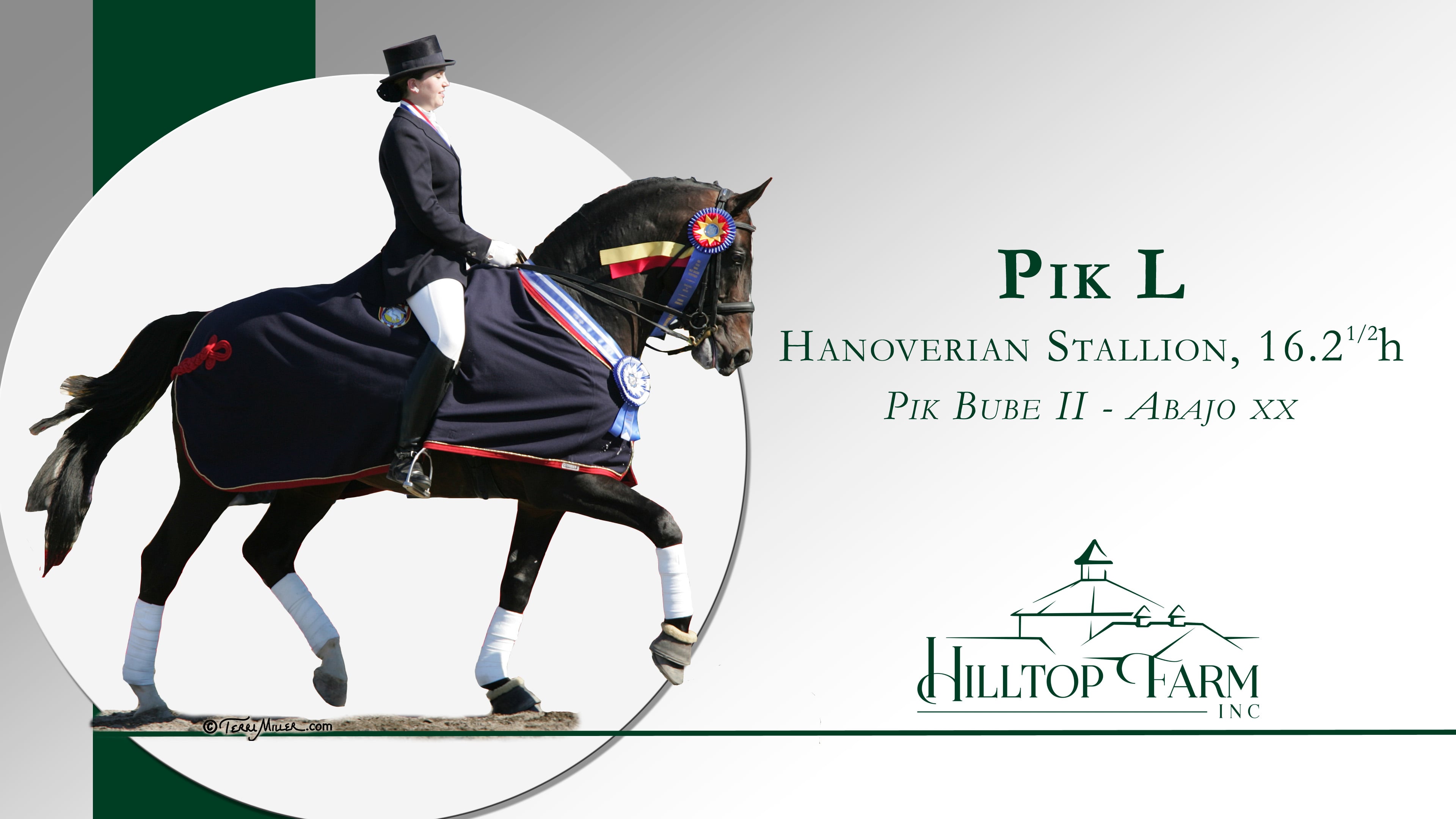 Pik L- Hanoverian Stallion