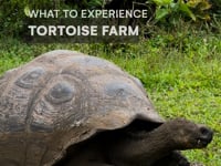 What to see on Santa Cruz - Tortoise Farm