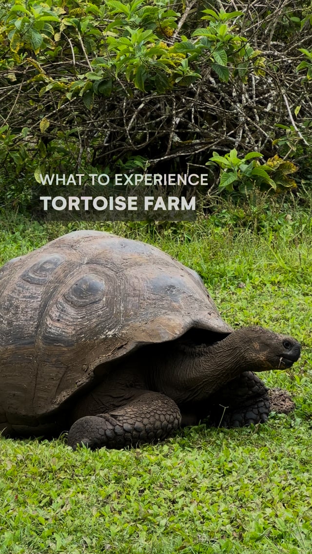 What to see on Santa Cruz - Tortoise Farm