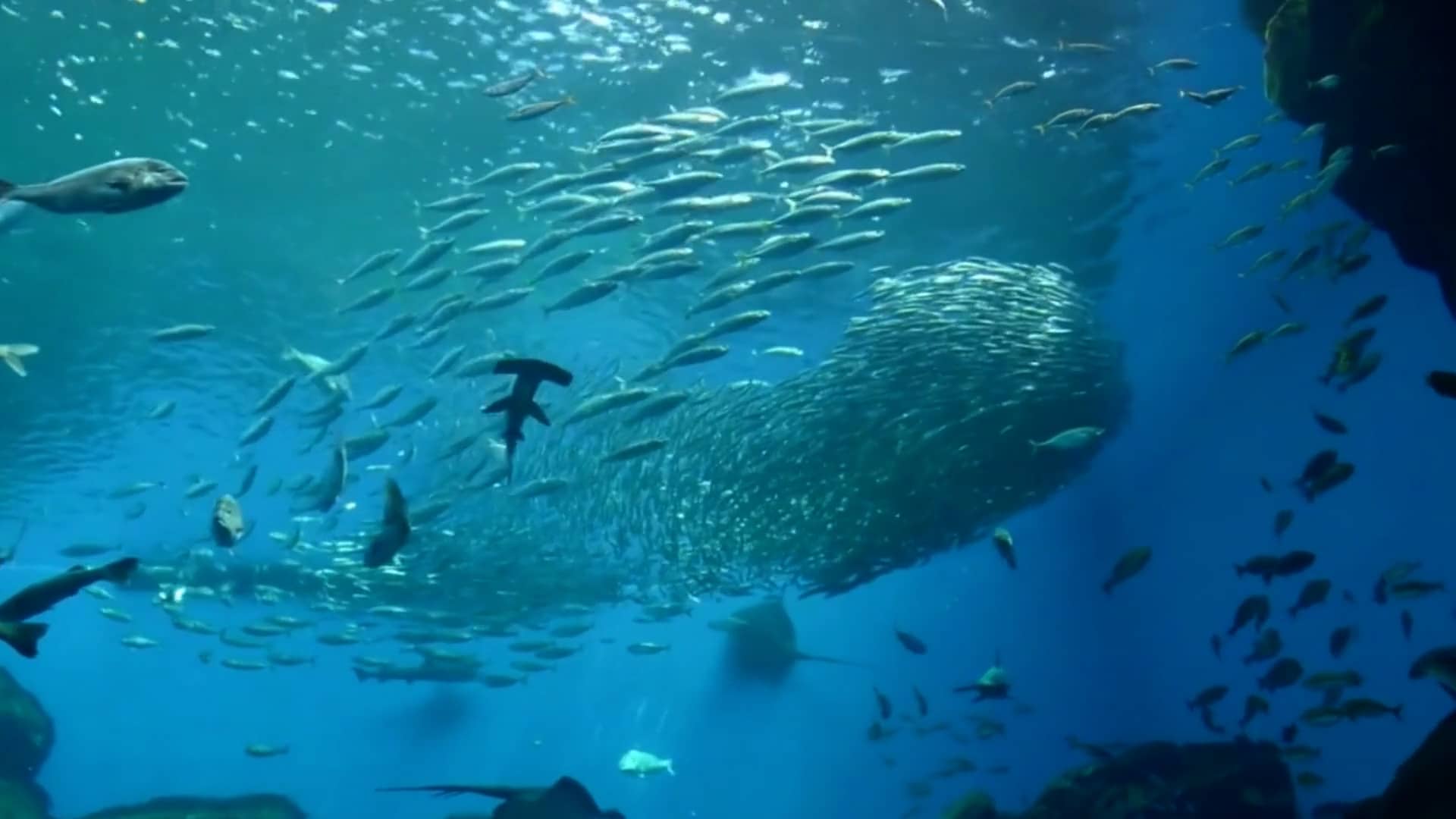 Aquarium on Vimeo