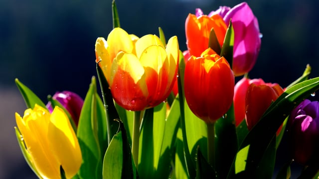 Tulip Flower Blossoms Mother'S - Free video on Pixabay - Pixabay