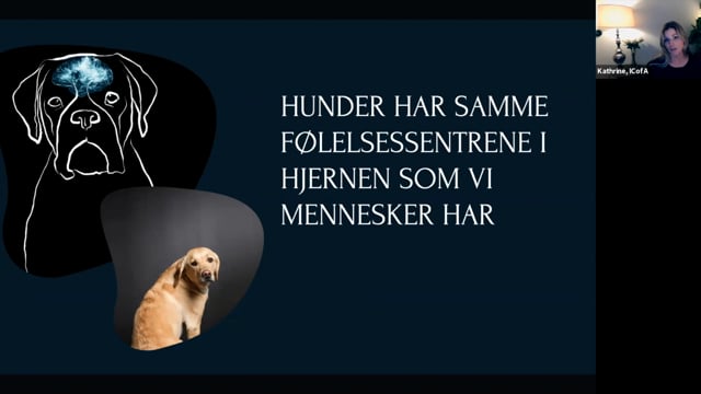 Hva slags følelse har hunden din når den ligger på teppet? 
