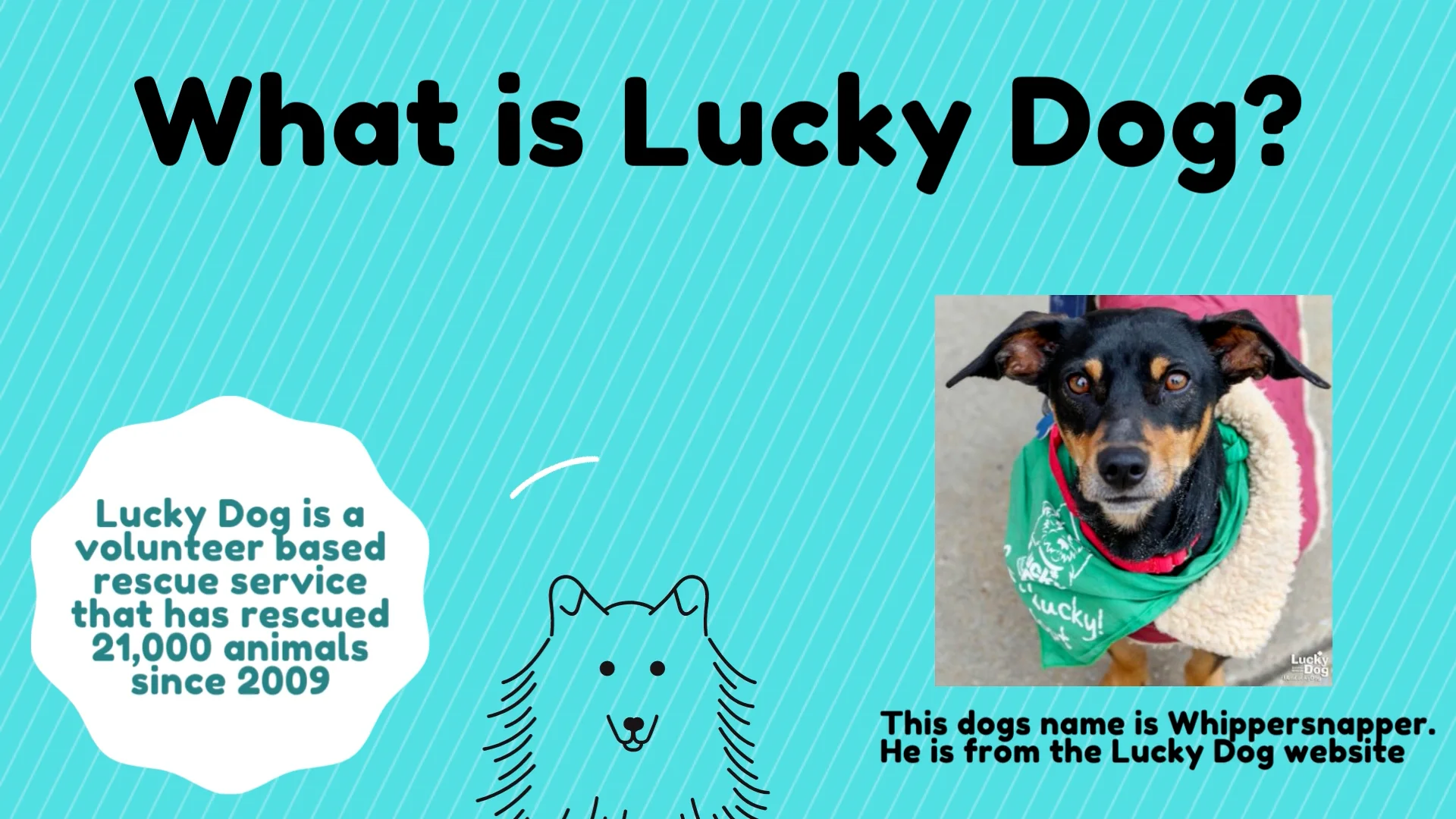 What is Lucky Dog? on Vimeo