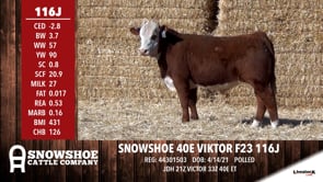 Lot #116J - SNOWSHOE 40E VIKTOR F23 116J