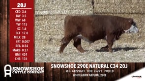 Lot #20J - SNOWSHOE 290E NATURAL C34 20J
