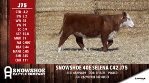 Lot #J75 - SNOWSHOE 40E SELENA C42 J75