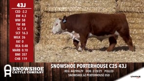 Lot #43J - SNOWSHOE PORTERHOUSE C25 43J