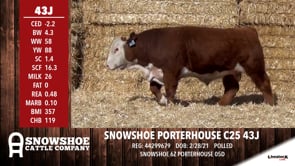 Lot #43J - SNOWSHOE PORTERHOUSE C25 43J