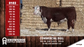 Lot #0103 - COMMERCIAL BULL