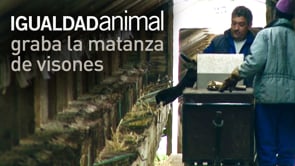 Igualdad Animal graba todo el proceso de la matanza de visones