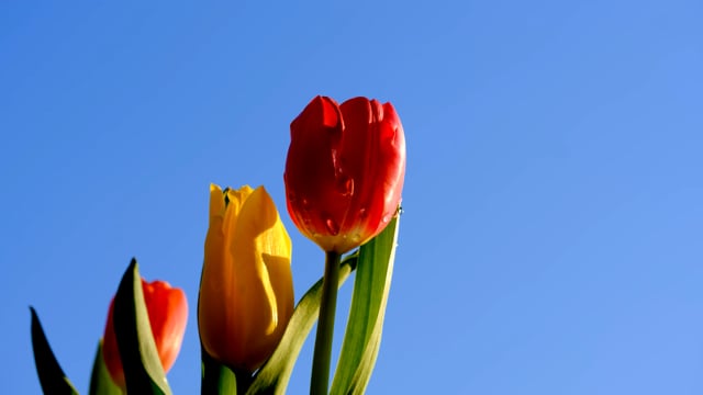 Hoa tulip đủ màu sắc và độc đáo sẽ khiến trái tim bạn tan chảy vì vẻ đẹp tinh tế và quyến rũ.