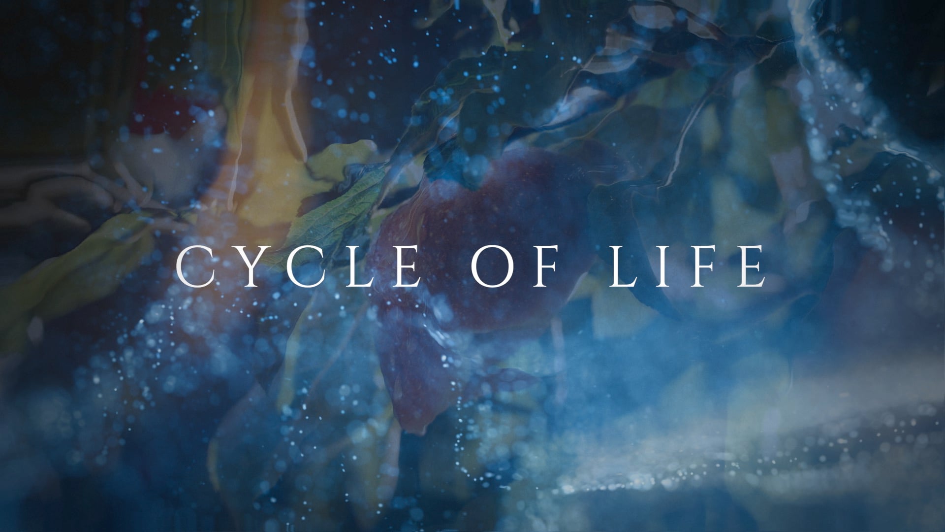 Cycle of Life