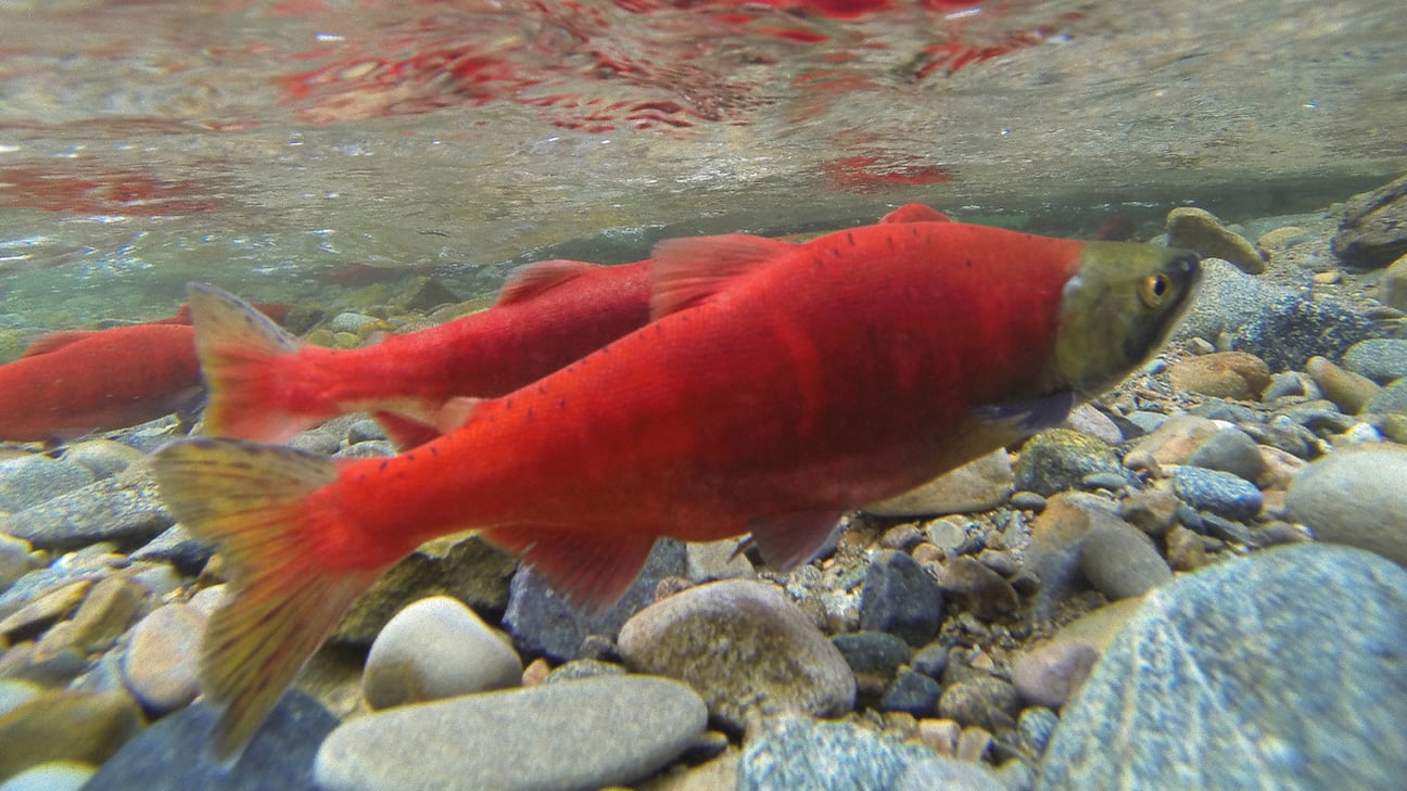 Spawning Grounds: Saving the Little Red Fish