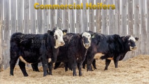 Lot #F1 DTM - Marlenee F1 Heifers