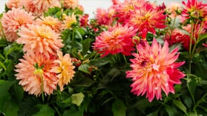 Dahlias Home Depot 2022