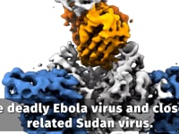 Newswise:Video Embedded promising-antibody-cocktail-takes-on-ebola-virus-and-its-deadly-cousin