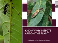 Pest Control: What to Know Before You Buy
