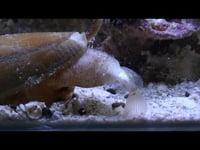 Newswise:Video Embedded marine-snail-inspires-fast-acting-injectable-insulin-for-better-diabetes-control
