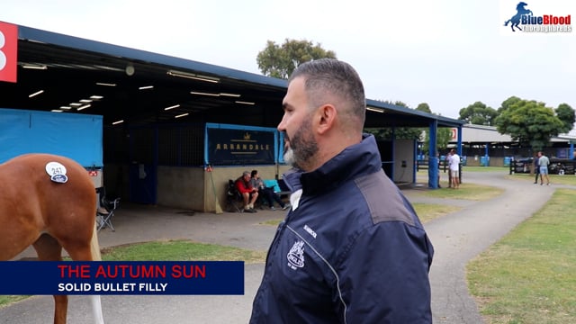 The Autumn Sun x Solid Bullet 20 Filly - Promo