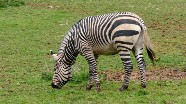 20+ Free Zebras & Zebra Videos, HD & 4K Clips - Pixabay 20+ Free Zebras & Zebra Videos, HD & 4K Clips - Pixabay