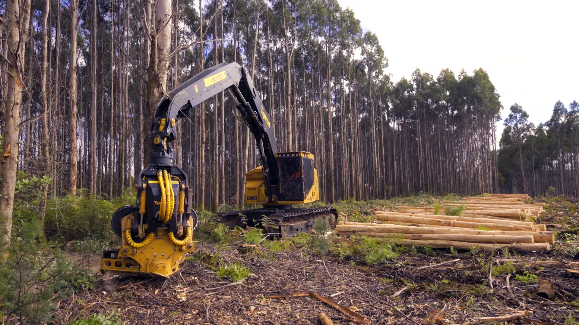 H845E Harvester - Wajax - Tigercat