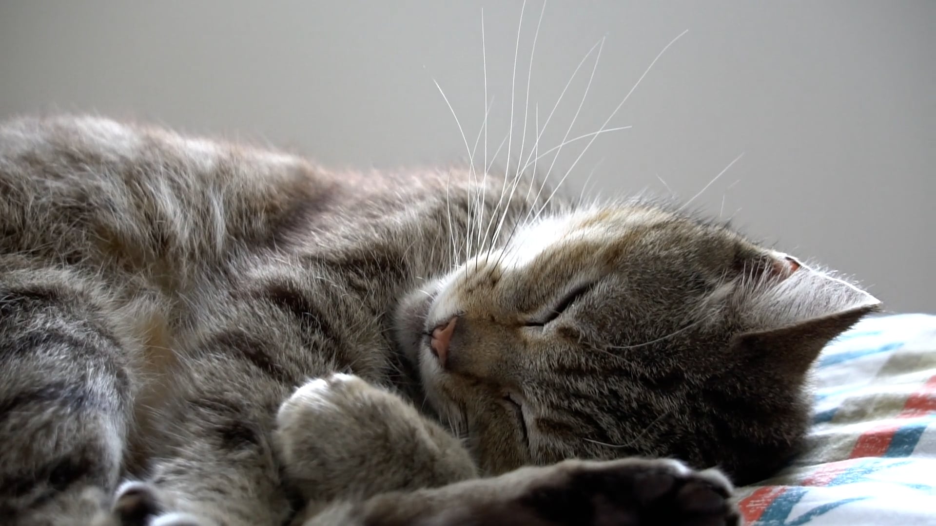 Αστεία γάτα � βίντεο ύπνου ����