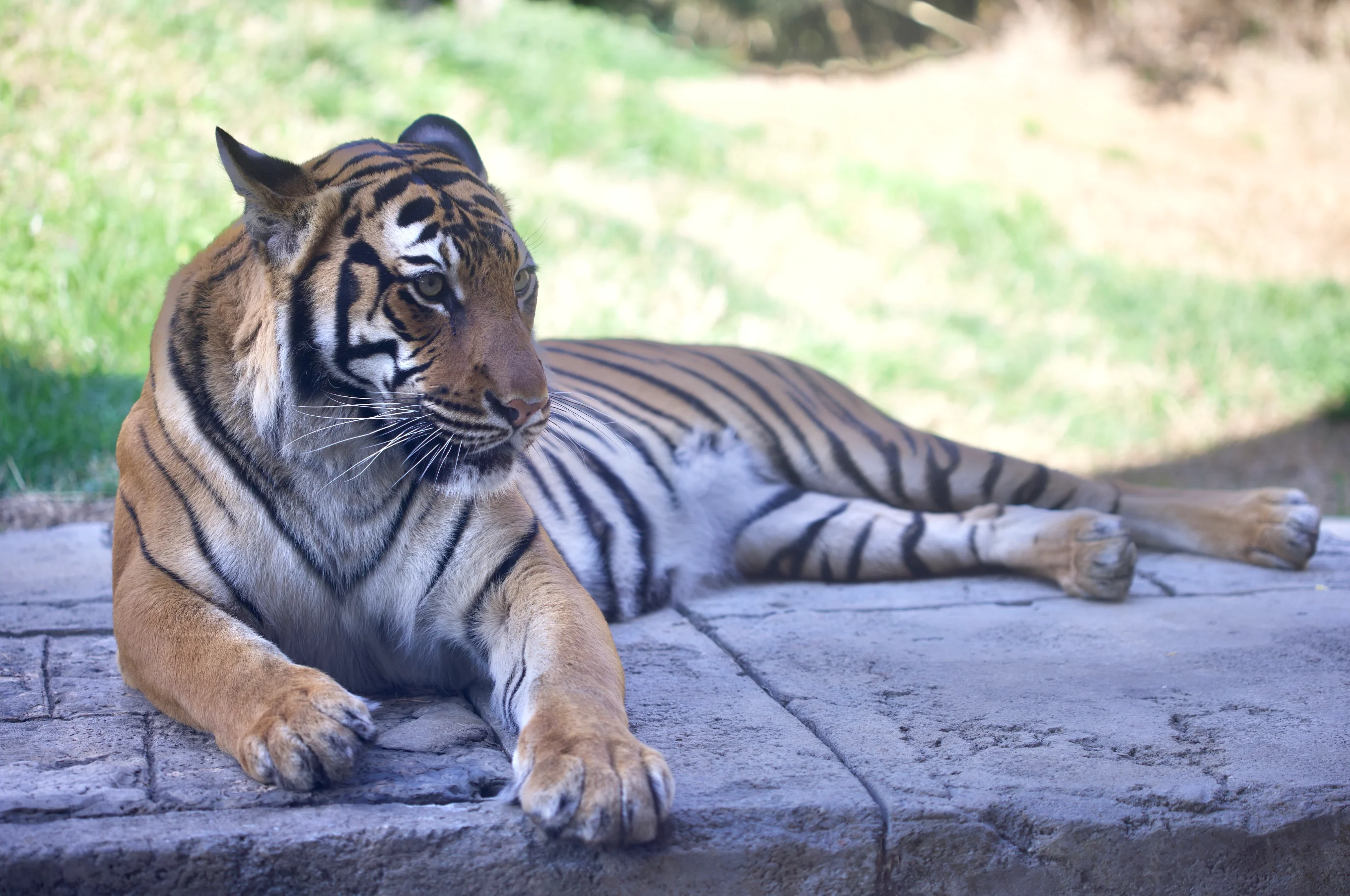 The Royal Bengal Tiger streaming: where to watch online?