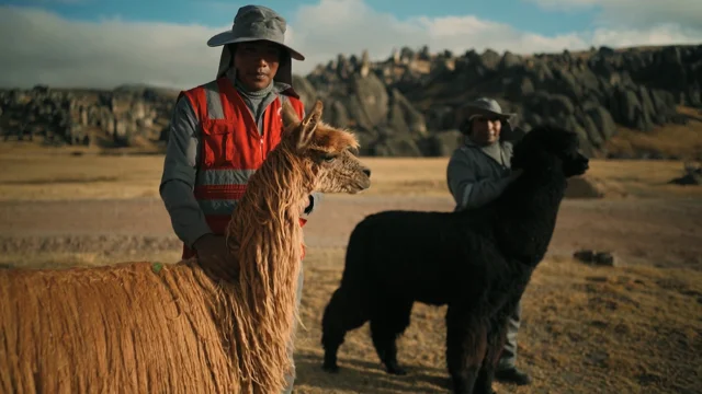 オンラインショップ】 アルパカbe alpaca made in peru .hechoenperu