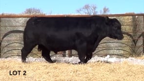 Lot #2 - LL AUTHORITY 0131