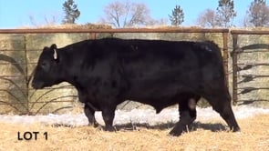 Lot #1 - LL RECKON 036 ***OUT OF SALE***